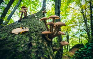 mushrooms growing on tree