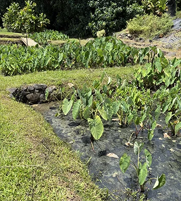 https://www.tnbaptist.org/wp-content/uploads/2025/09/Living-on-Mission-in-Aloha-State-Pic-2-copy.webp